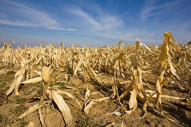 devastated-corn-field-as-a-result-of-long-time-drought.jpg