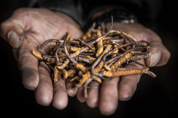 Yarsagumba: The Himalayan Caterpillar Fungus